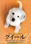 2004高分日本電影 導盲犬小Q/再見了！可魯 小林薰 日語中字 盒裝1碟