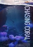 追逐珊瑚 Chasing Coral D9