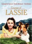 1946美國電影 勇敢的萊西:戰火歷險記(靈犬萊西3) 修復版 國英語中字 DVD
