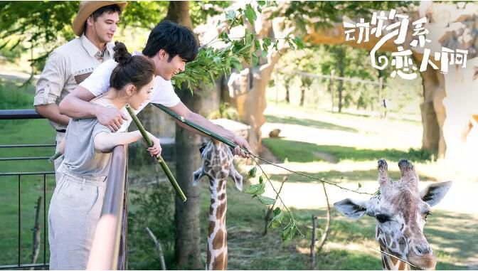 大陸劇 動物系戀人啊 鐘欣潼/賀軍翔 高清D9完整版 3碟 大陸劇 動物系戀人啊 鐘欣潼/賀軍翔 高清D9完整版 3碟