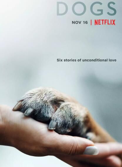 美劇 愛犬情深/摯狗伴我行/犬無二心 第一季 高清盒裝完整版 3碟 美劇 愛犬情深/摯狗伴我行/犬無二心 第一季 高清盒裝完整版 3碟
