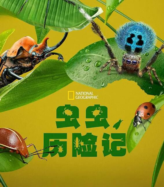 2024美國紀錄片《蟲蟲歷險記/蟲蟲危機/真實蟲蟲危機/A Real Bug's Life》英語中字 盒裝1碟