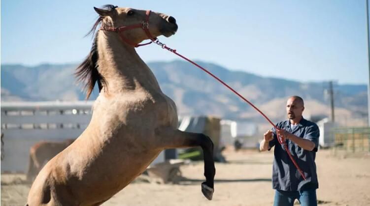 2019法國電影 野馬/The Mustang 馬提亞斯·修奈爾 英語中字 盒裝1碟 2019法國電影 野馬/The Mustang 馬提亞斯·修奈爾 英語中字 盒裝1碟