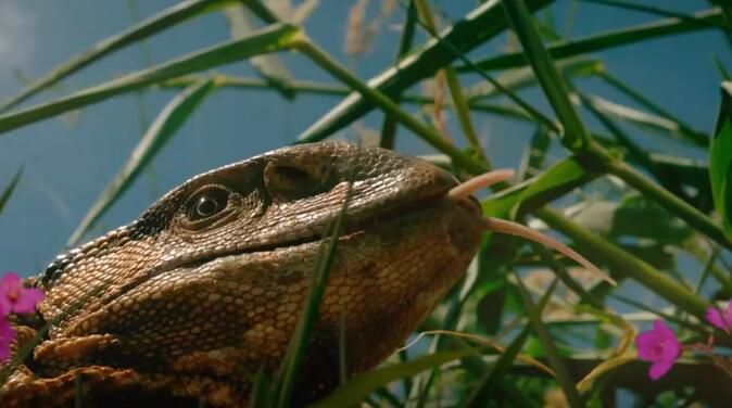 記錄片【BBC大世界小動物/隱秘王國】【英語中字】清晰1碟完整版 記錄片【BBC大世界小動物/隱秘王國】【英語中字】清晰1碟完整版