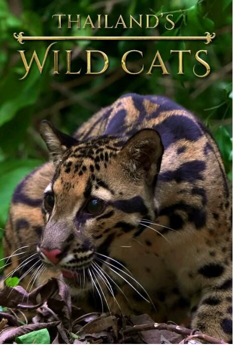 2021自然紀錄片《泰國野生貓科/Thailand's Wild Cats》英語.中字 2021自然紀錄片《泰國野生貓科/Thailand's Wild Cats》英語.中字