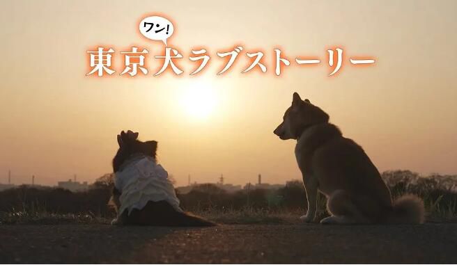 2023日劇 東京犬愛情故事 杉田智和 日語中字 1碟 2023日劇 東京犬愛情故事 杉田智和 日語中字 1碟