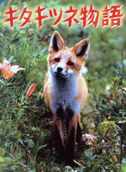 電影 狐貍的故事/北狐物語(1978) 日本經典感人紀錄片 DVD收藏版 電影 狐貍的故事/北狐物語(1978) 日本經典感人紀錄片 DVD收藏版