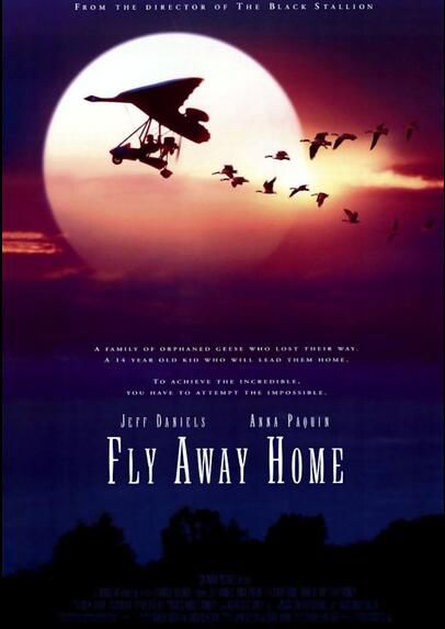 經典電影 伴妳高飛/返家十萬裏 Fly Away Home 全新盒裝DVD 經典電影 伴妳高飛/返家十萬裏 Fly Away Home 全新盒裝DVD