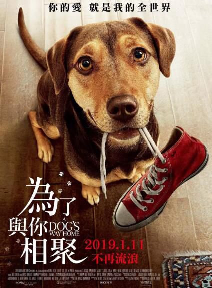 2019美國電影 一條狗的回家路/貝拉400哩的約定/為了與你相聚 國英語中字 盒裝1碟 2019美國電影 一條狗的回家路/貝拉400哩的約定/為了與你相聚 國英語中字 盒裝1碟